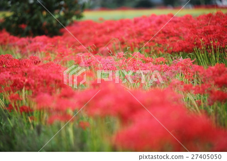 Higanbana no Sato Higanbana no Sato 27405050