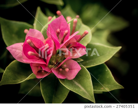 Close up view of a beautiful pink Bougainvillea 27405351