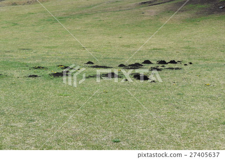A hole in a mole found in the Sanriku Reconstruction National Park / Species coast in Hachinohe City, Aomori Prefecture A hole in a mole found in the Sanriku Reconstruction National Park / Species coast in Hachinohe City, Aomori Prefecture 27405637