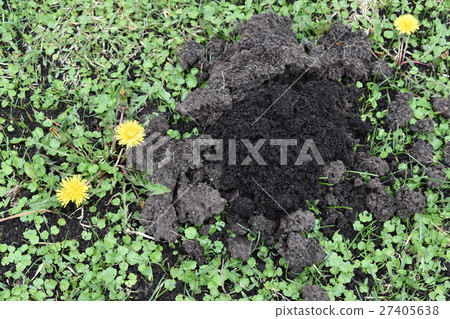 A hole in a mole found in the Sanriku Reconstruction National Park / Species coast in Hachinohe City, Aomori Prefecture A hole in a mole found in the Sanriku Reconstruction National Park / Species coast in Hachinohe City, Aomori Prefecture 27405638