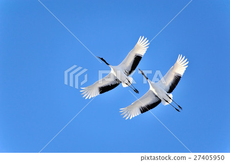 晴朗的天氣飛行 晴朗的天氣飛行 27405950