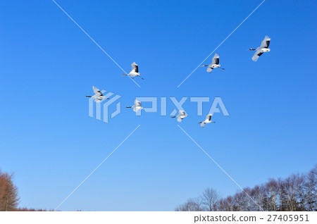 藍天飛行 藍天飛行 27405951