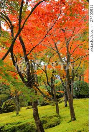 箱根博物館的秋葉[神奈川縣強羅市箱根] 27405952