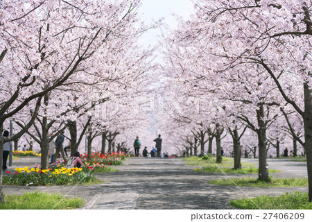 Cherry blossoms and cherry blossoms Cherry blossoms and cherry blossoms 27406209