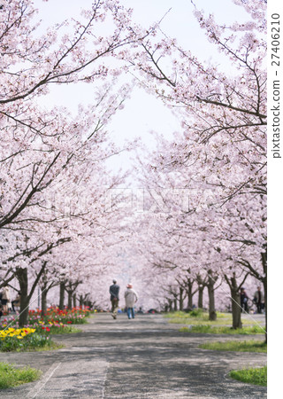 Cherry blossoms and cherry blossoms Cherry blossoms and cherry blossoms 27406210