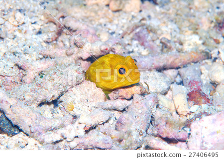 Joe Fish Frog Amadai 27406495