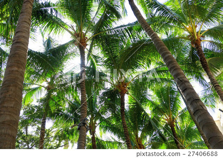 HAWAII Waikiki palm tree for background 27406688