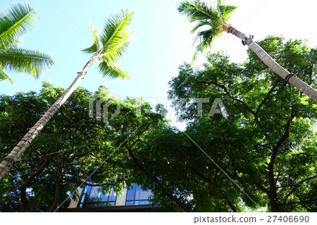 HAWAII Waikiki Green palm tree green HAWAII Waikiki Green palm tree green 27406690