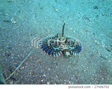 Semihoubou juvenile fish 27406702