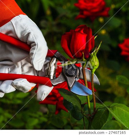 gardener's hand cutting off a rose. gardener's hand cutting off a rose. 27407165