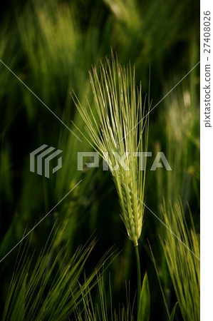 wheat wheat 27408026
