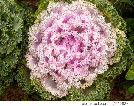 圖庫照片: purple green ornamental cabbage close up