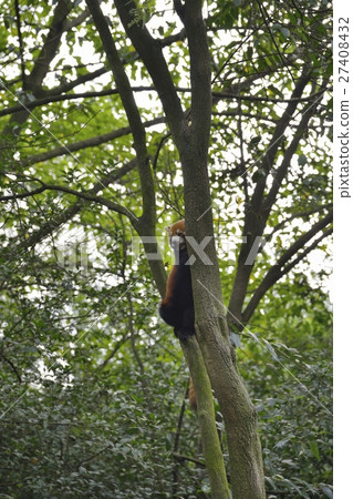 Red panda on the trees 27408432