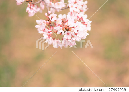 春天櫻花的印象 27409039