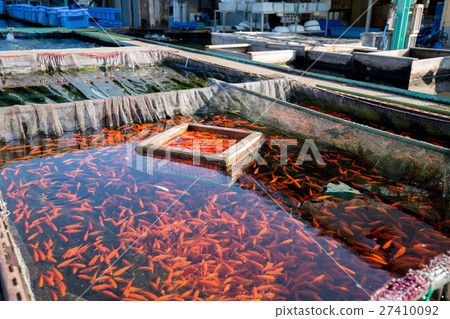 Goldfish culture pond 27410092