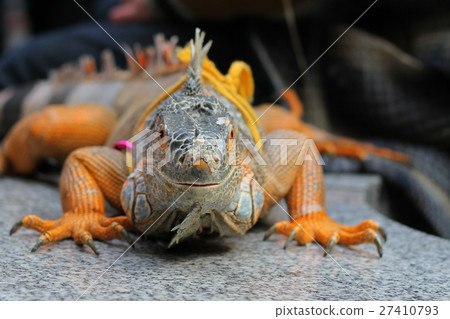 common Iguanas is a genus of omnivorous lizards common Iguanas is a genus of omnivorous lizards 27410793
