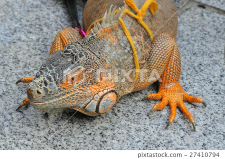 Common Iguanas is a genus of omnivorous lizards 27410794