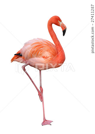 Flamingo  27411287