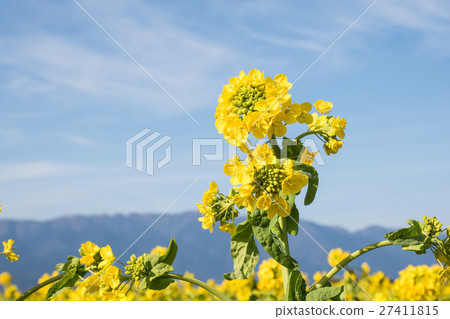 強姦早開花 強姦早開花 27411815