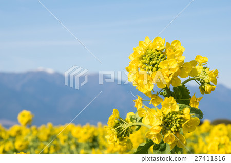 強姦早開花 強姦早開花 27411816