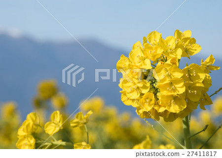 Rape blossoms of early bloom Rape blossoms of early bloom 27411817