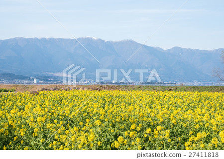 強姦早開花 強姦早開花 27411818