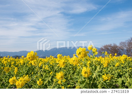 強姦早開花 強姦早開花 27411819