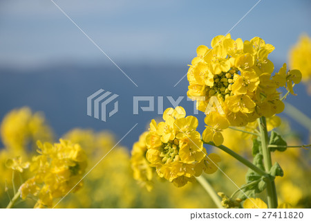 強姦早開花 強姦早開花 27411820