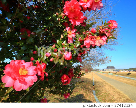 Heijokakyo遺址·大極和山茶花 Heijokakyo遺址·大極和山茶花 27412124