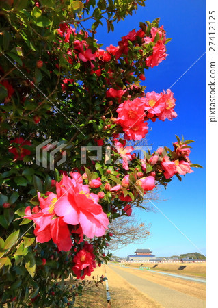Heijokakyo遺址·大極和山茶花 Heijokakyo遺址·大極和山茶花 27412125