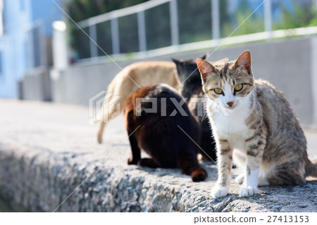 在Aoshima偷看儀式白色貓的逗人喜愛的貓偷看 27413153