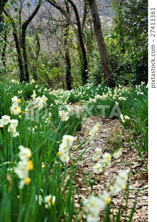 Chiba Prefecture Daffodil Tomiyama Daffodil Promenade Chiba Prefecture Daffodil Tomiyama Daffodil Promenade 27413361