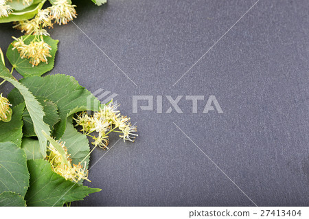 blossoming linden branch blossoming linden branch 27413404