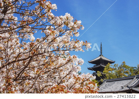 Ninna-ji Temple of Cherry blossoms in Kyoto and Sakura Spring in Kyoto 27413822