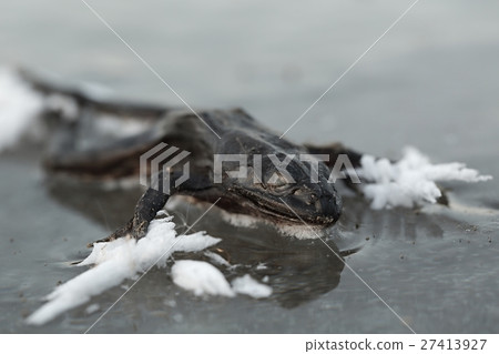 Frozen frog on ice Frozen frog on ice 27413927