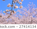  櫻花和藍天 27414134