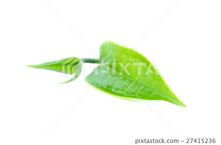 green tea leaf on white background green tea leaf on white background 27415236