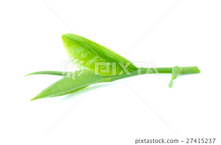 green tea leaf on white background 27415237
