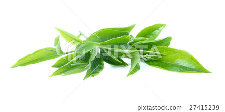 green tea leaf on white background green tea leaf on white background 27415239