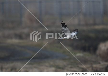 Powered by Translate 27415297