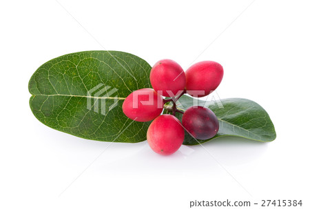 Carunda or Karonda on white background 27415384