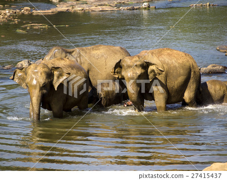 Elephant bathing at the orphanage Elephant bathing at the orphanage 27415437