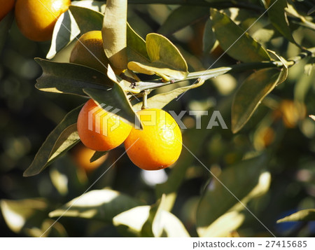 Kinkan Kansei 27415685