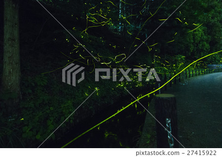 fireflies in japan, firefly fireflies in japan, firefly 27415922