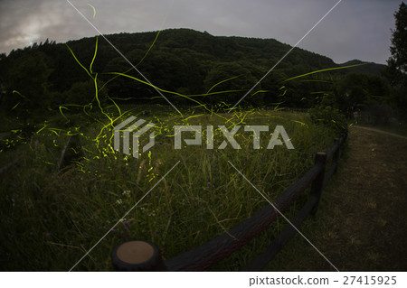 fireflies in japan, firefly 27415925