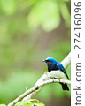Blue bird / Ooruri 27416096