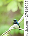 Blue bird / Ooruri 27416097