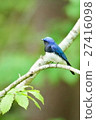 Blue bird / Ooruri 27416098