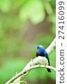 Blue bird / Ooruri 27416099