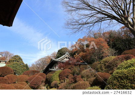 Azalea to make autumn leaves Azalea to make autumn leaves 27416632